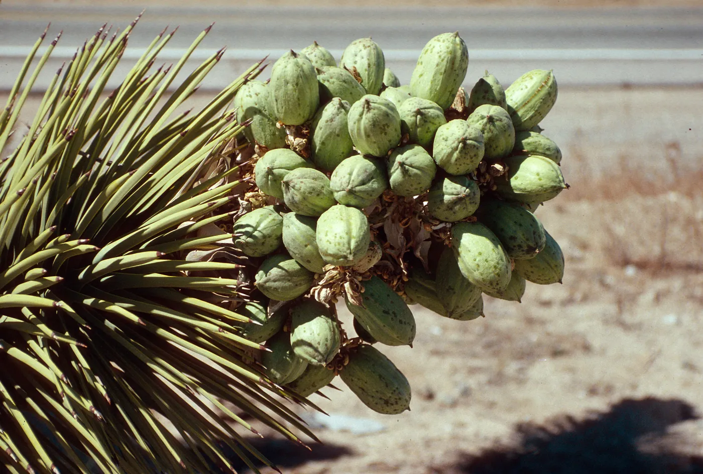 past Pinon Hills, Joshua (in seed) 