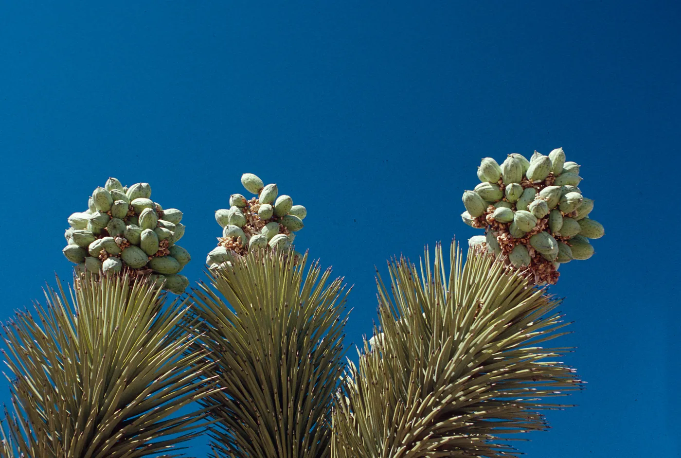 past Pinon Hills, Joshua Tree in seed, Yucca brevifolia