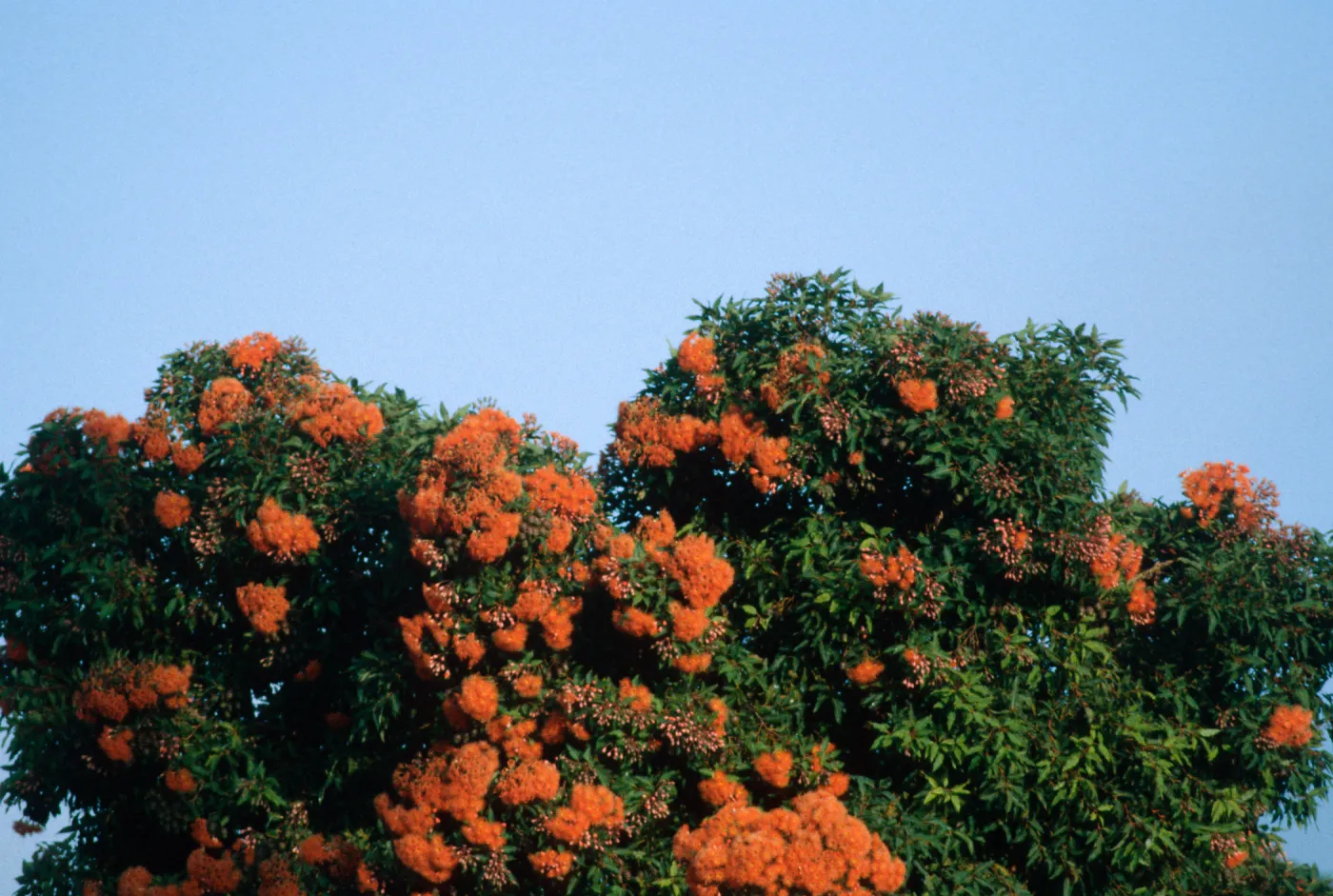 flowering tree