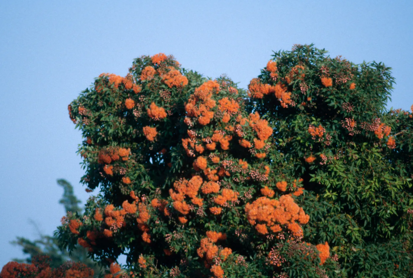 flowering tree