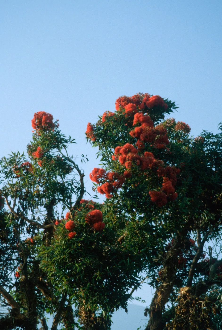 flowering tree