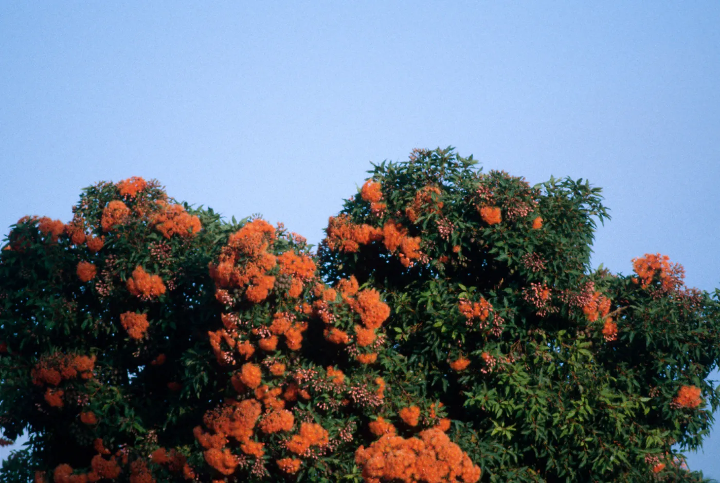 flowering tree
