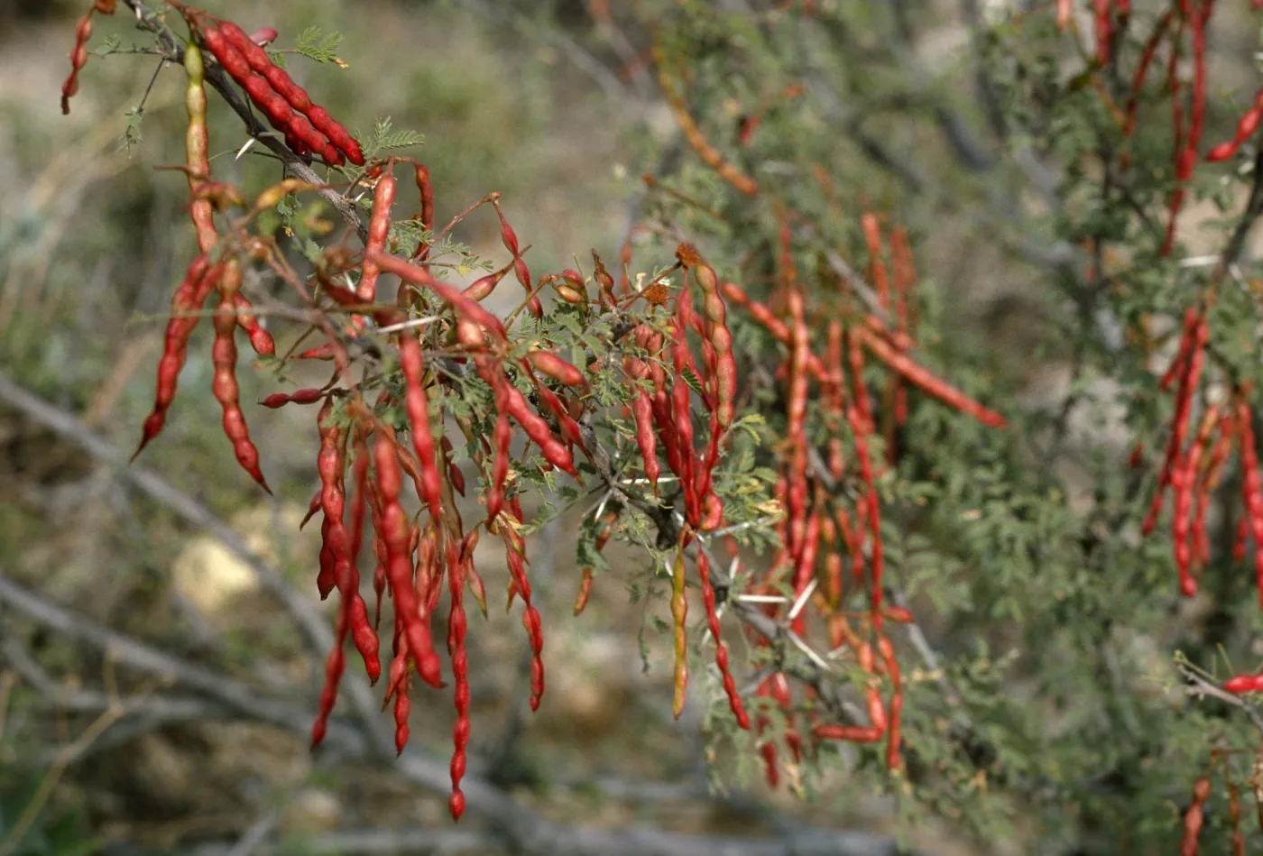 Acacia? pods,wildflower color, tree