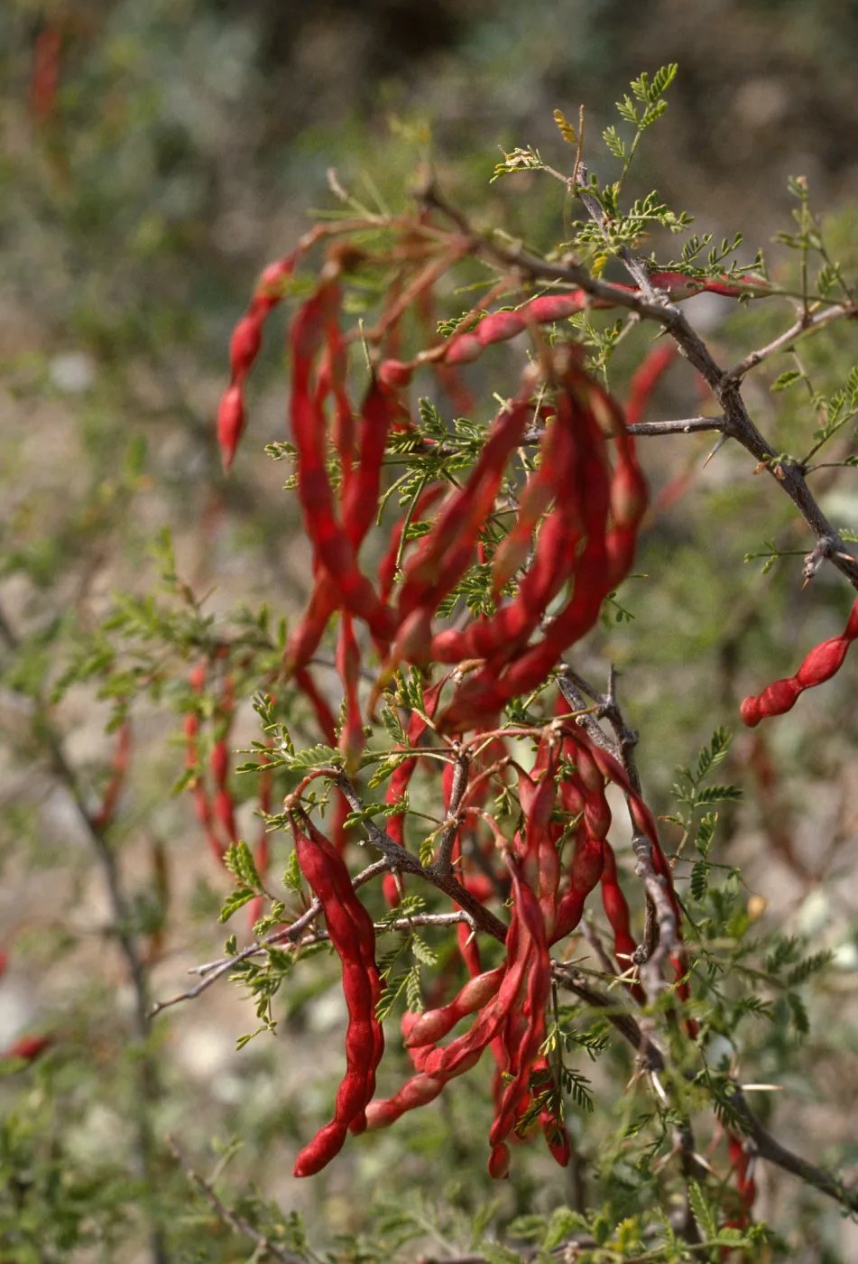 Acacia? pods,wildflower color, tree