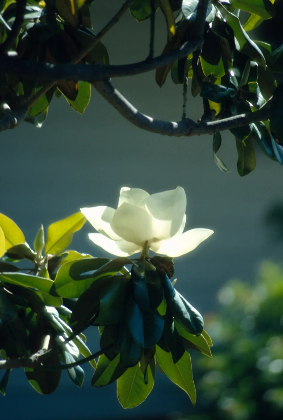 Magnolia sp./v