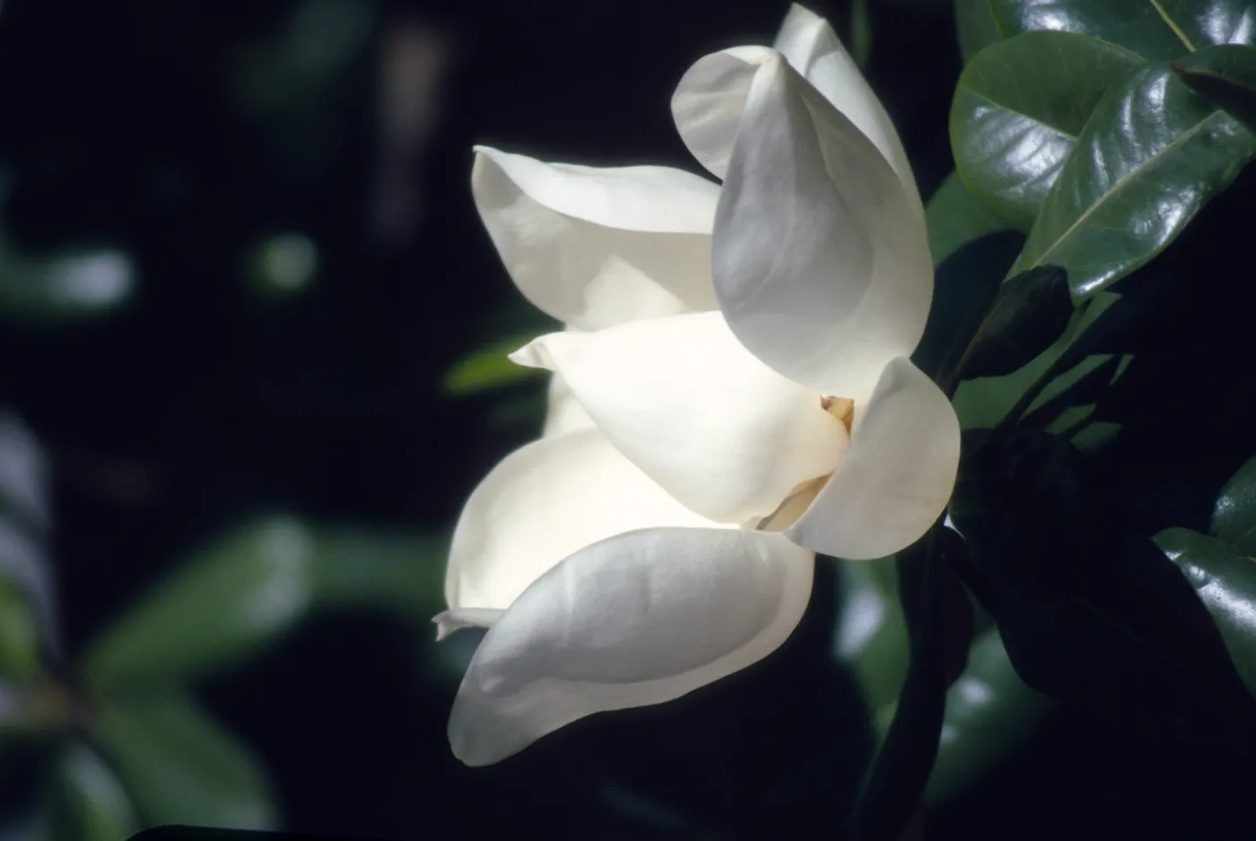 Magnolia close M.H./v