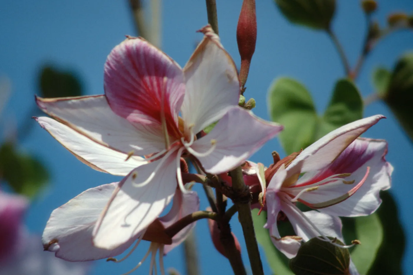 Trees, Bauhinia flowers