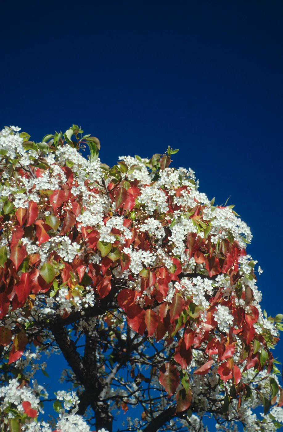 Plants, flowering trees