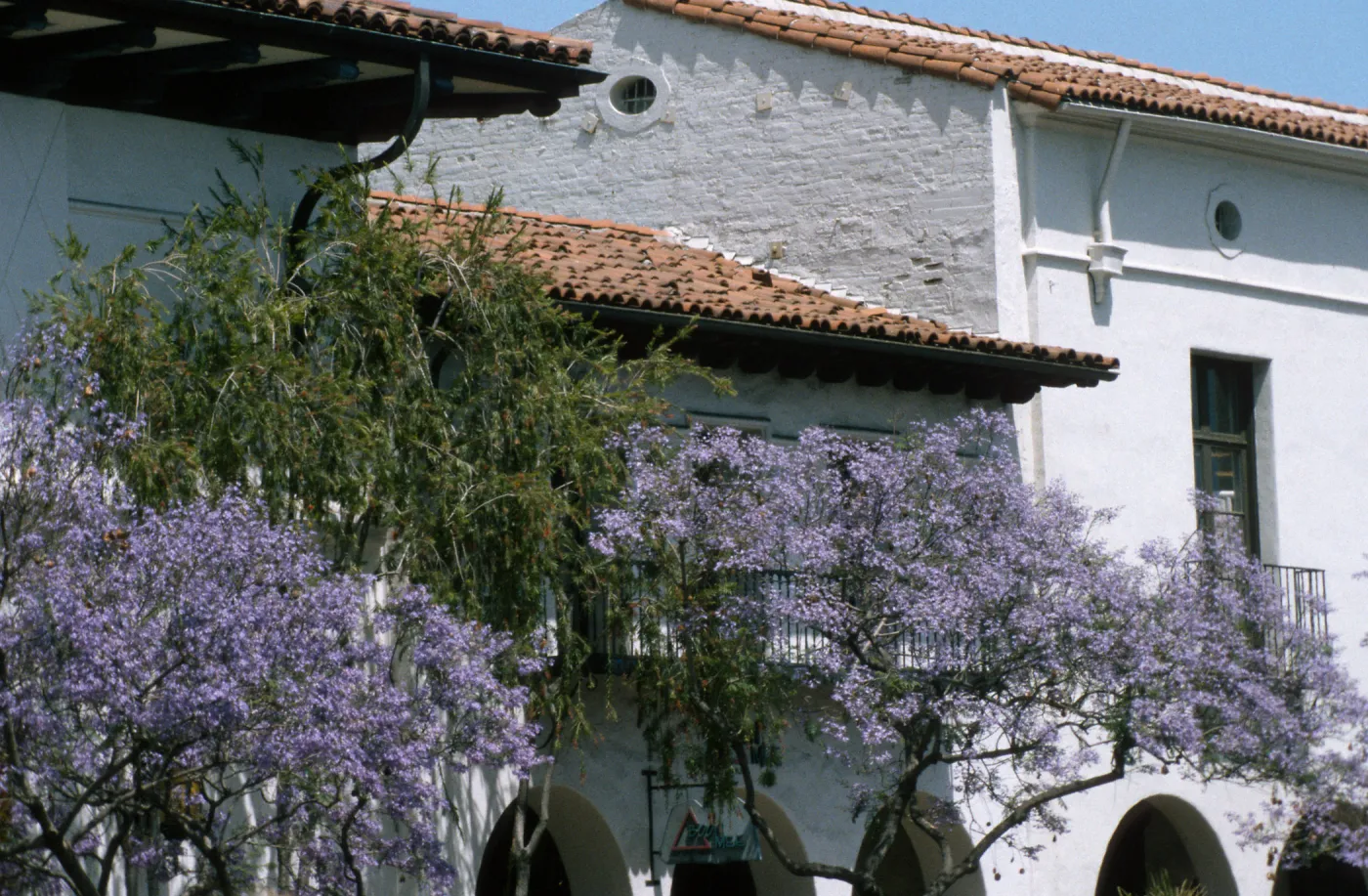 Plants, Jacaranda