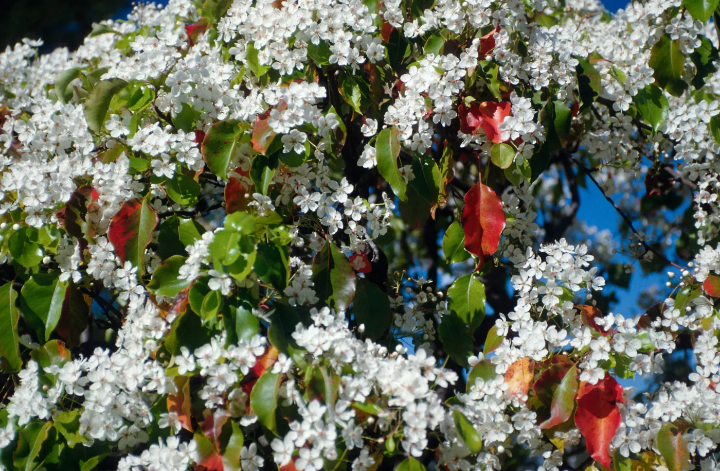 Tree, Spring ?