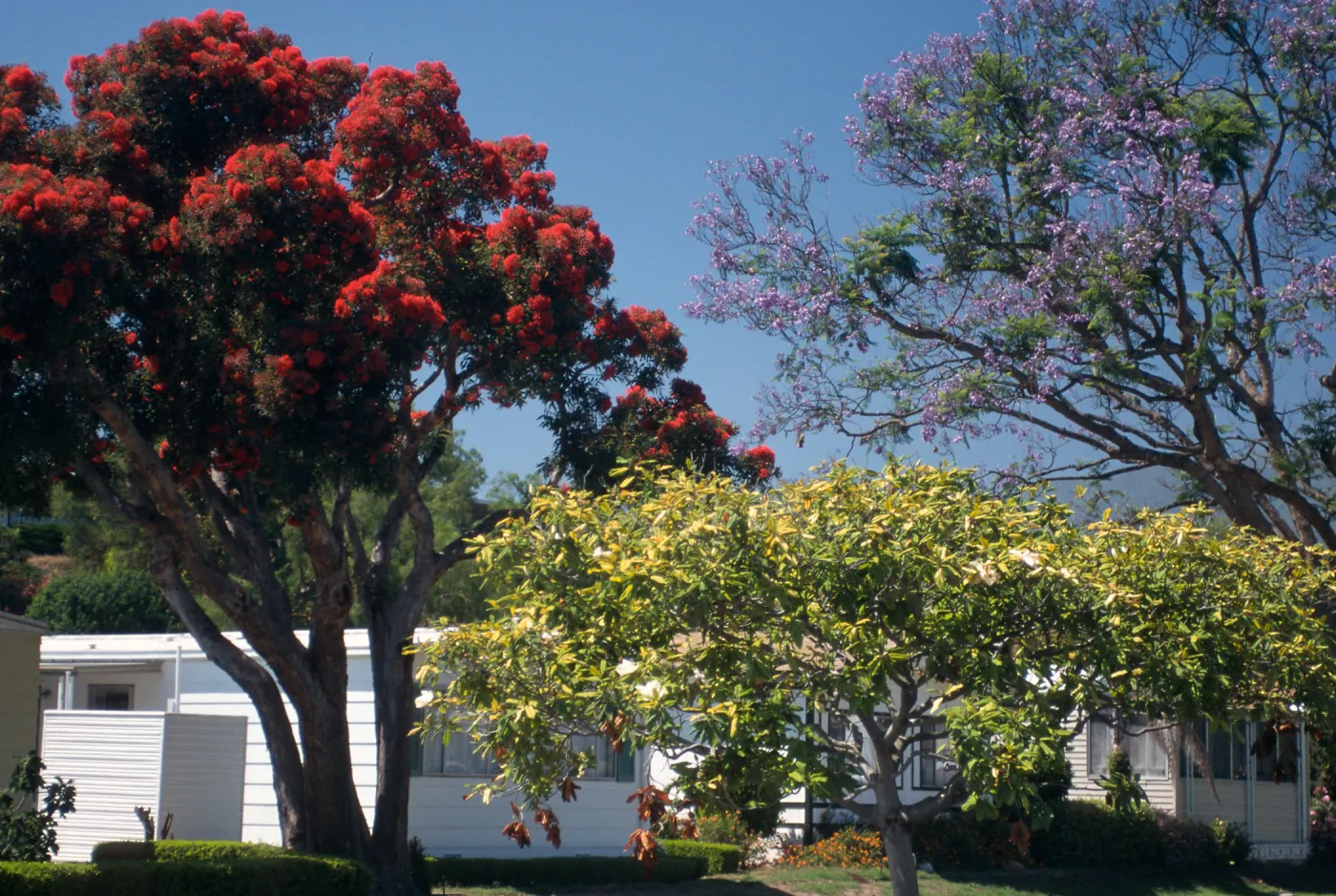 View Mobile Homepark Trees