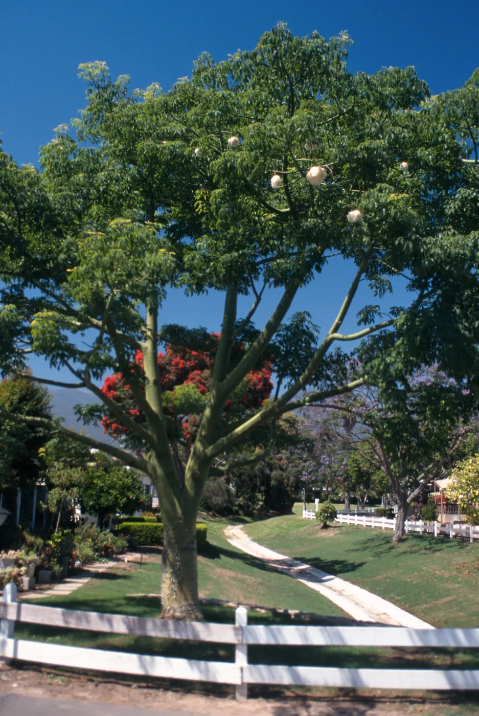View Mobile Homepark Trees