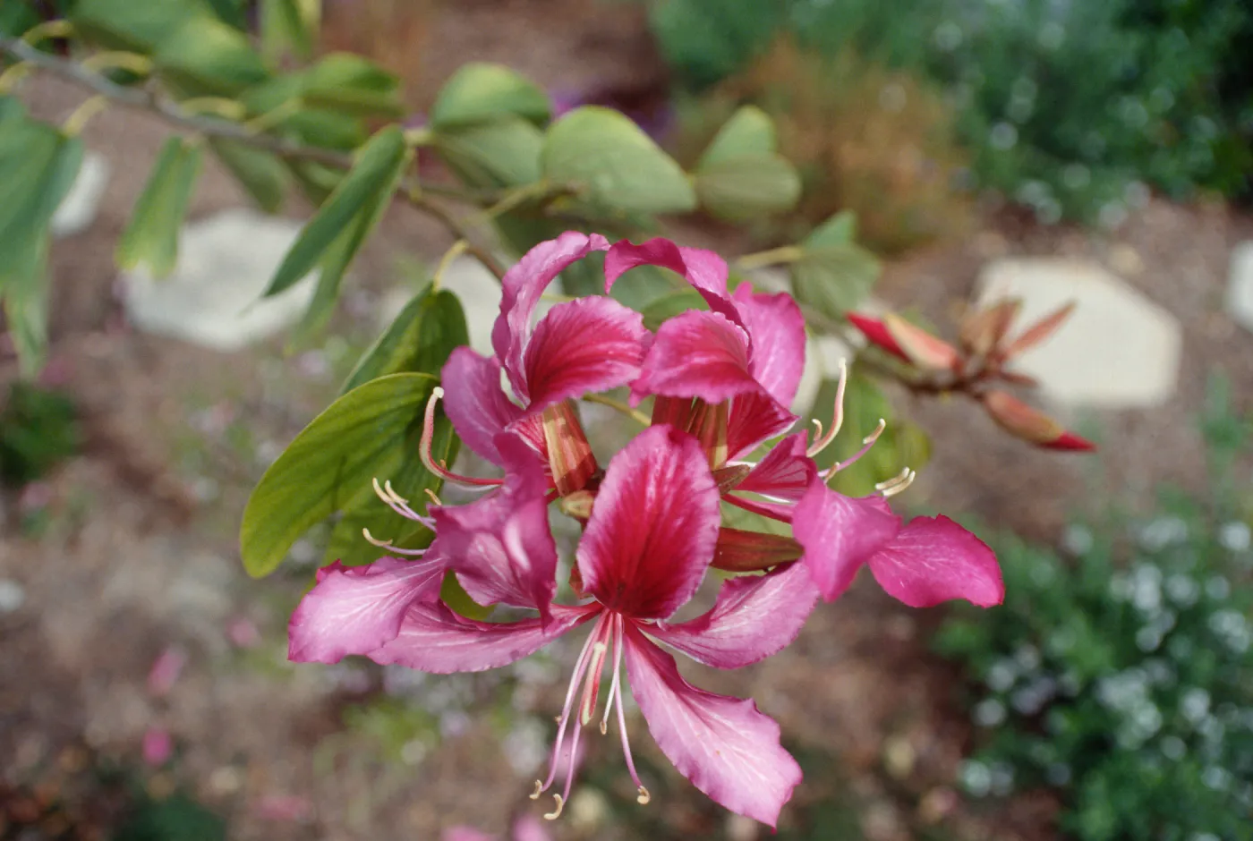 M.H.Bauhinia (Tree)