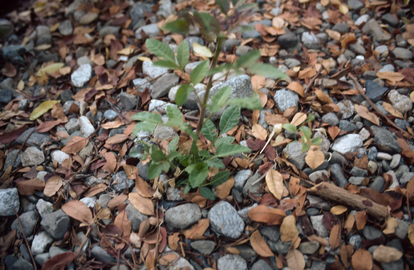 Obnoxious Peppertree