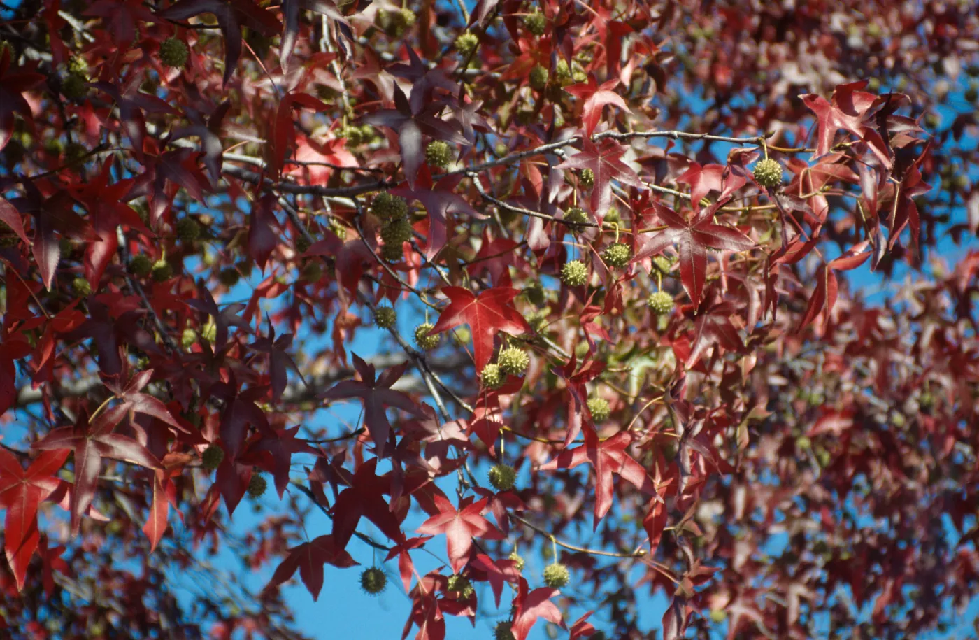 La Cumbre Plaza, Trees Fall, Liquid amber