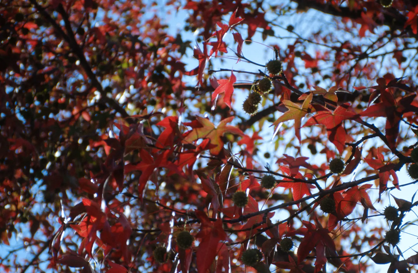 La Cumbre Plaza, Trees Fall, Liquid amber