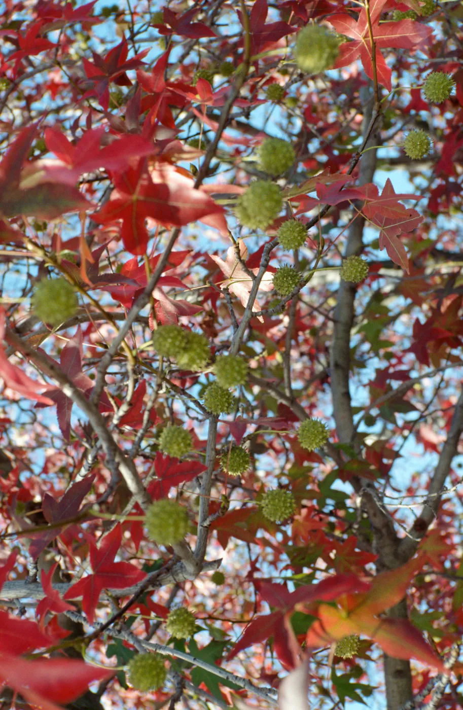 CA, Santa Barbara, La Cumbre Plaza, Trees Fall, Liquid amber