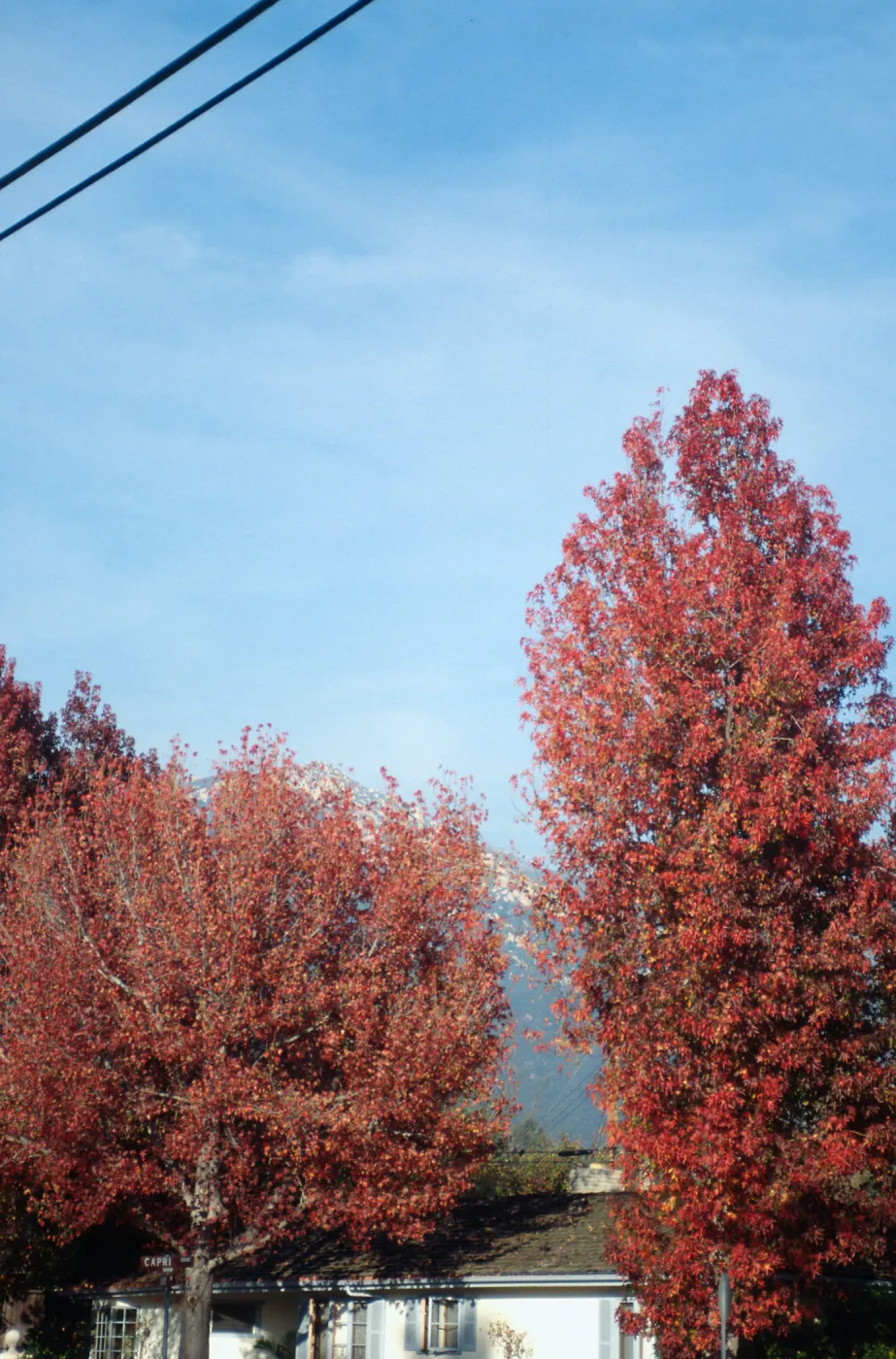 CA, Santa Barbara, San Roque Fall Trees