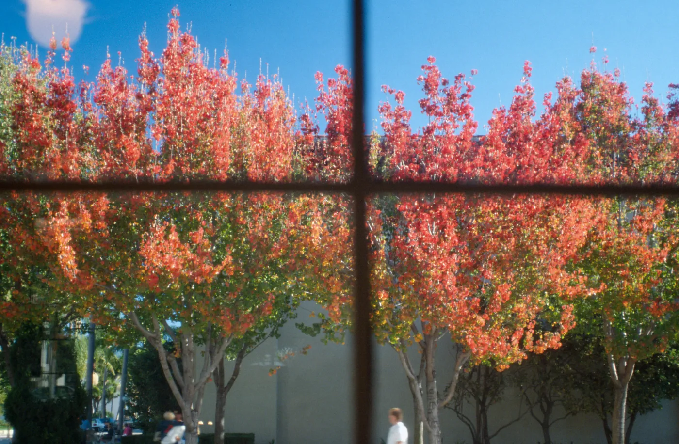 CA, Santa Barbara, Red Fall Trees