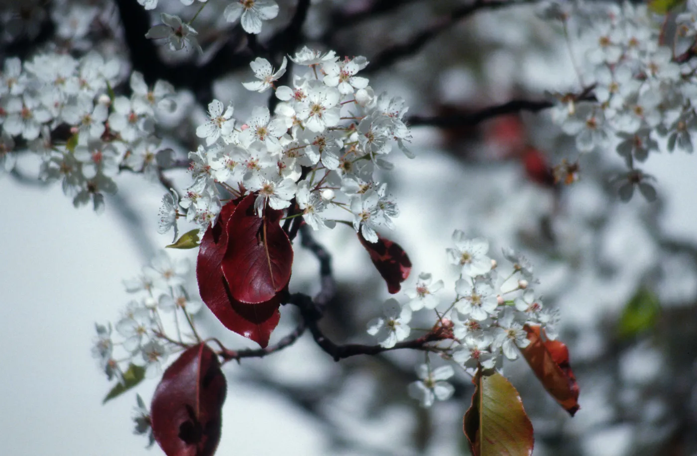 CA, Santa Barbara, Plants, flowering tree