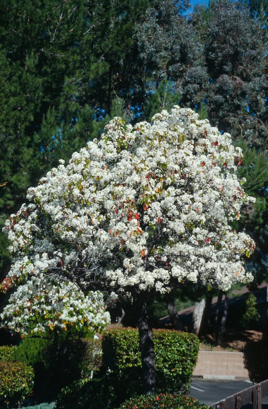 CA, Santa Barbara, Plants, flowering tree