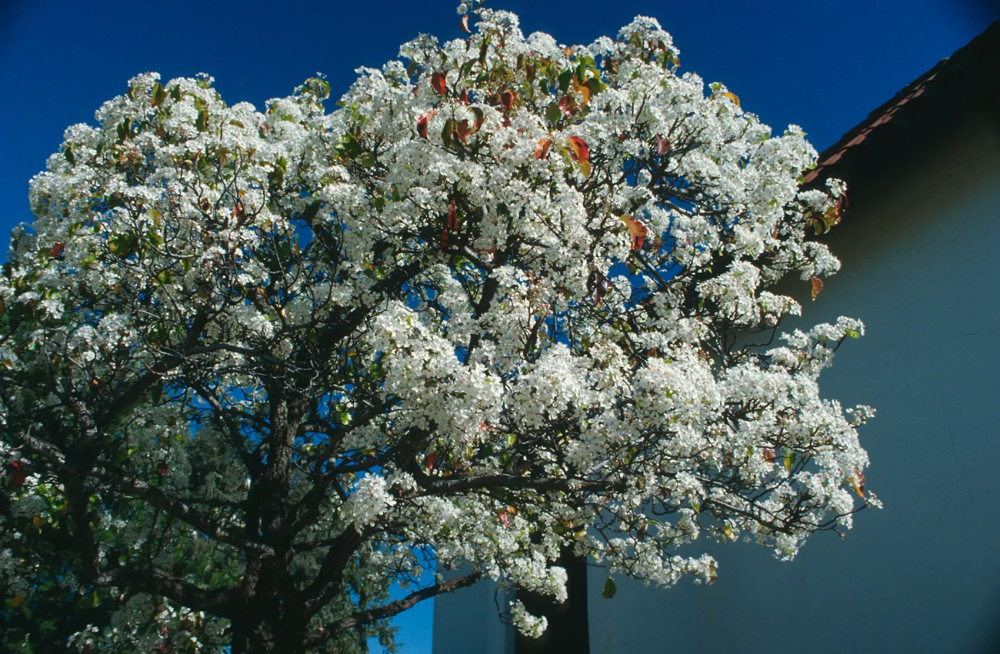 CA, Santa Barbara, Plants, flowering tree