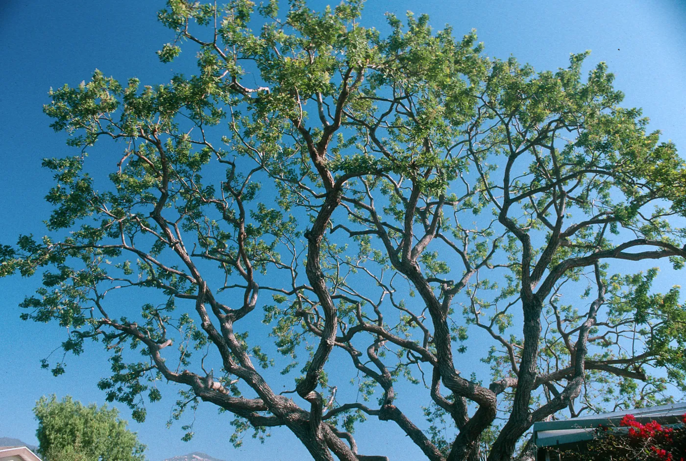 CA, Santa Barbara, Trees- Tops Only- Mobile Home Garden, Pruned Tree, Gnarled Branch, Stuct.