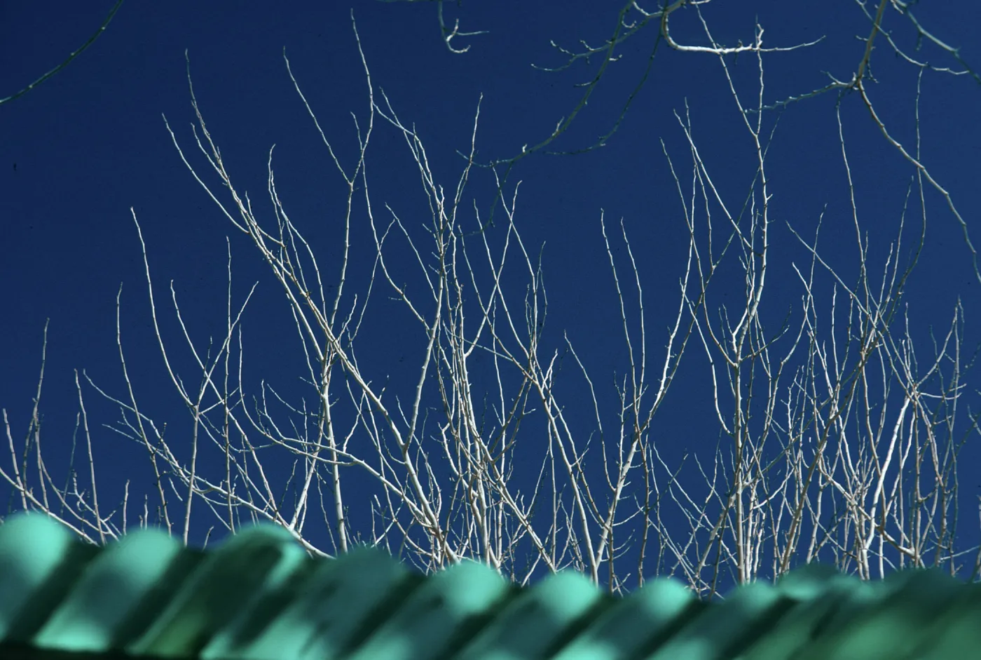 AZ, Tucson, Trees: Tops only- Mobile Home Park, branches