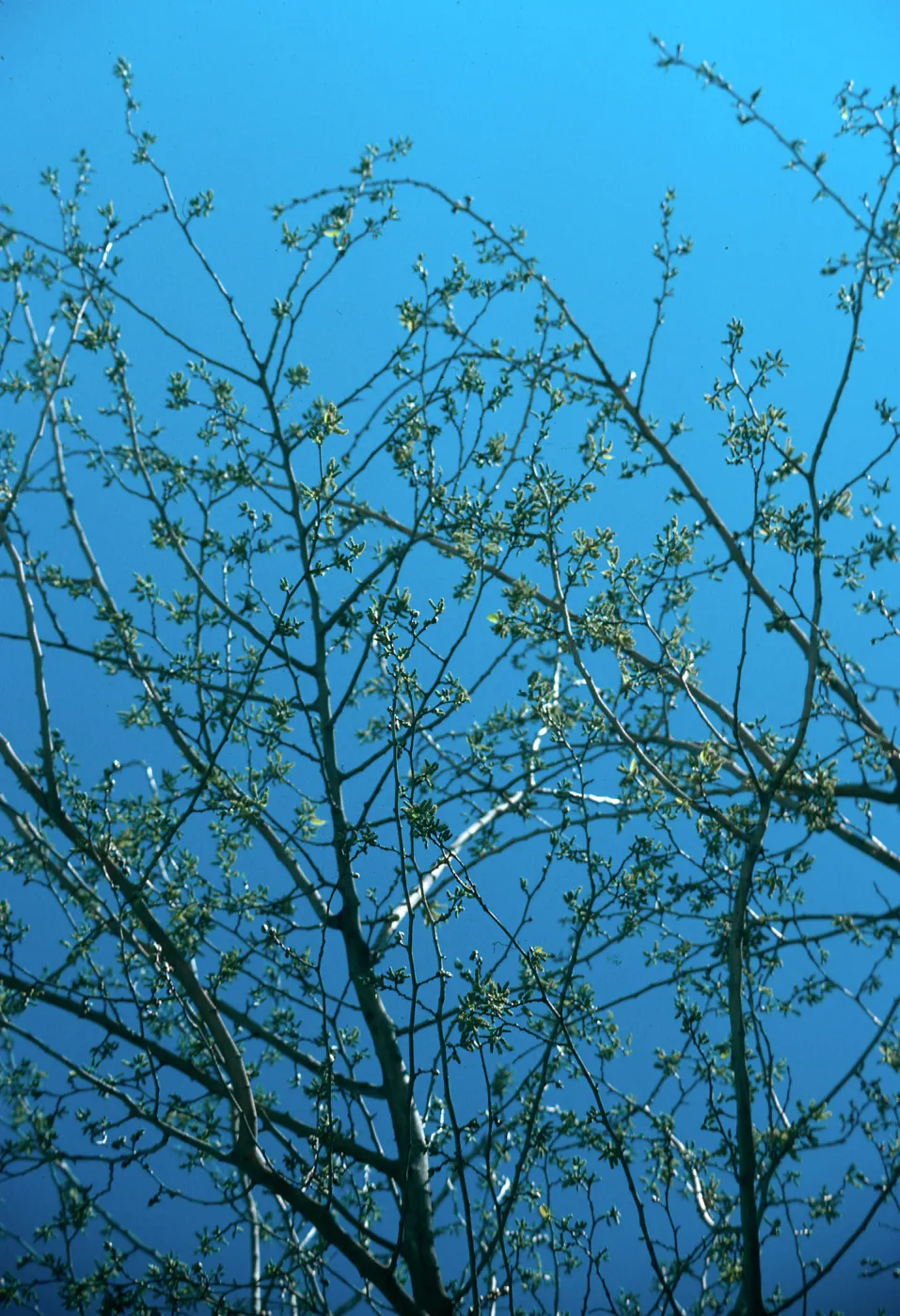 AZ, Tucson, Trees: Tops only- Mobile Home Park, branches (Mulberry)