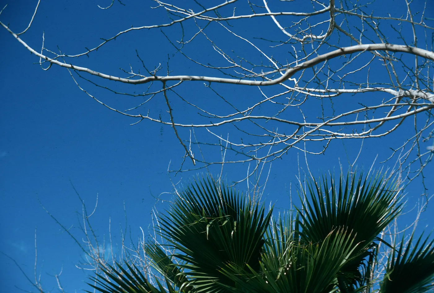 AZ, Tucson, Trees: Tops only- Mobile Home Park, branches