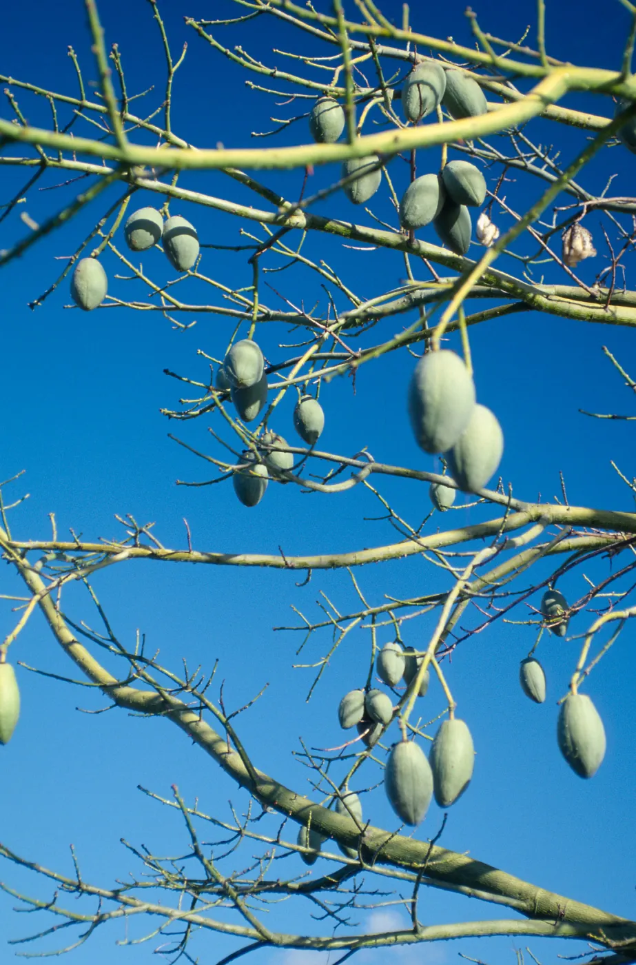 CA, Santa Barbara, Mobile Home Garden, Bobax sp. fruit, seed