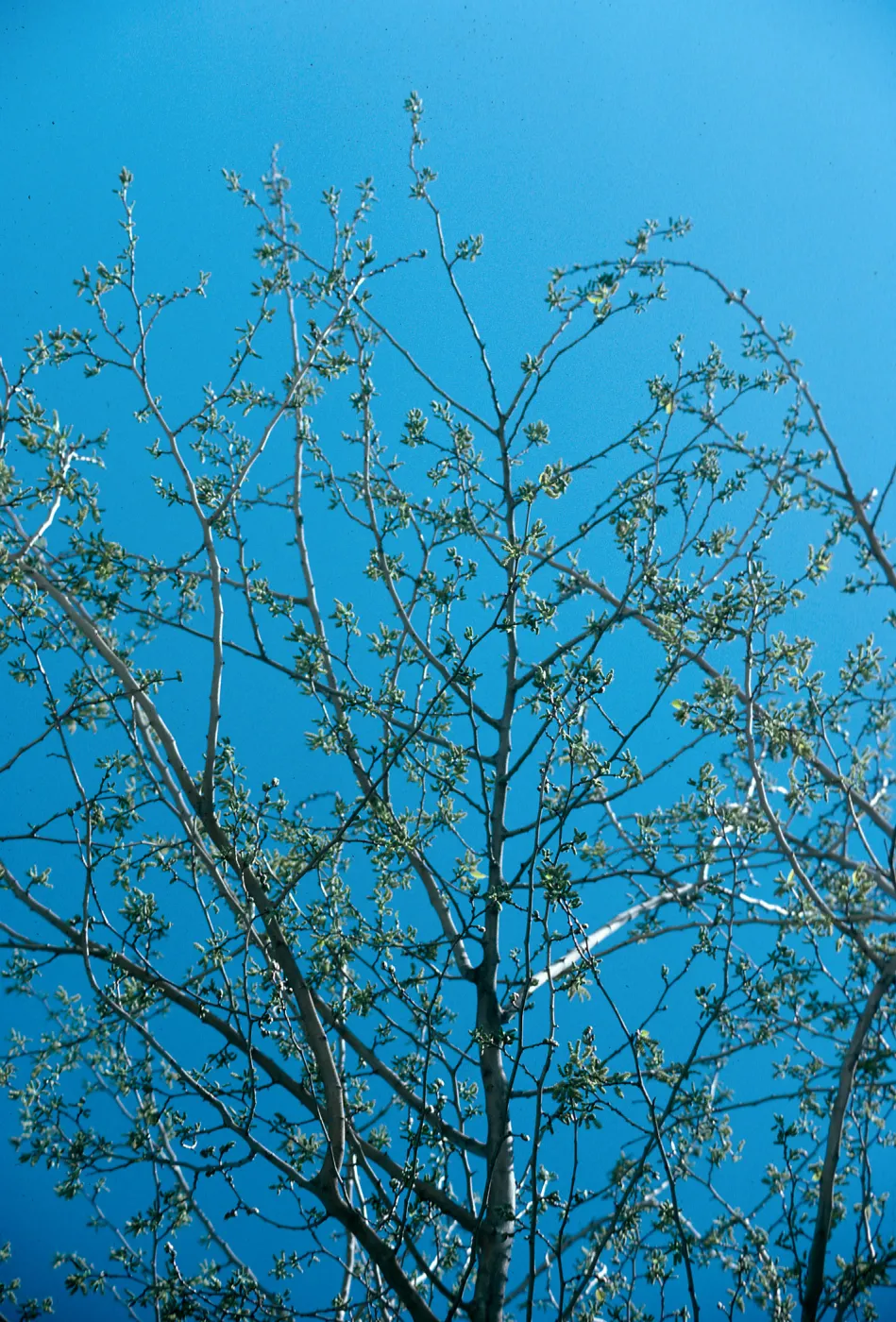 AZ, Tuscon, Tree Tops-Mobile Home Park, Trees, Mulberry