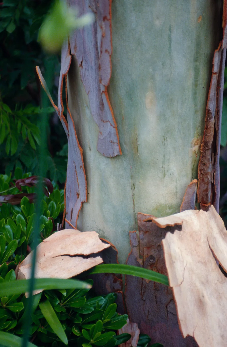 CA, Santa Barbara, Trees: Trunks and bark- Eucalyptus bark colors