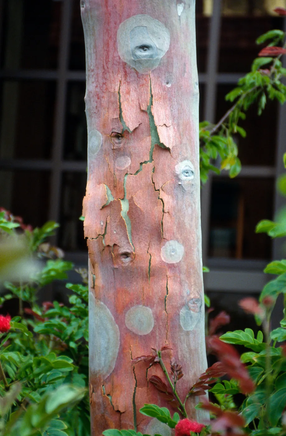 CA, Santa Barbara, Trees: Trunks and bark- Eucalyptus bark colors