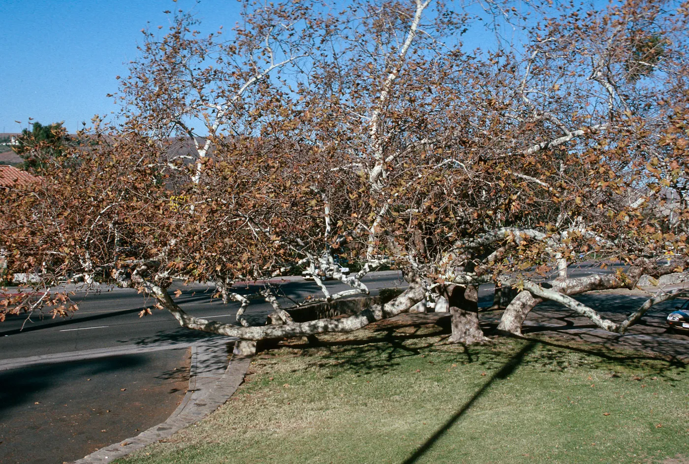 CA, San Juan Capistrano, Trees: Trunks and bark-Education Center, Tree