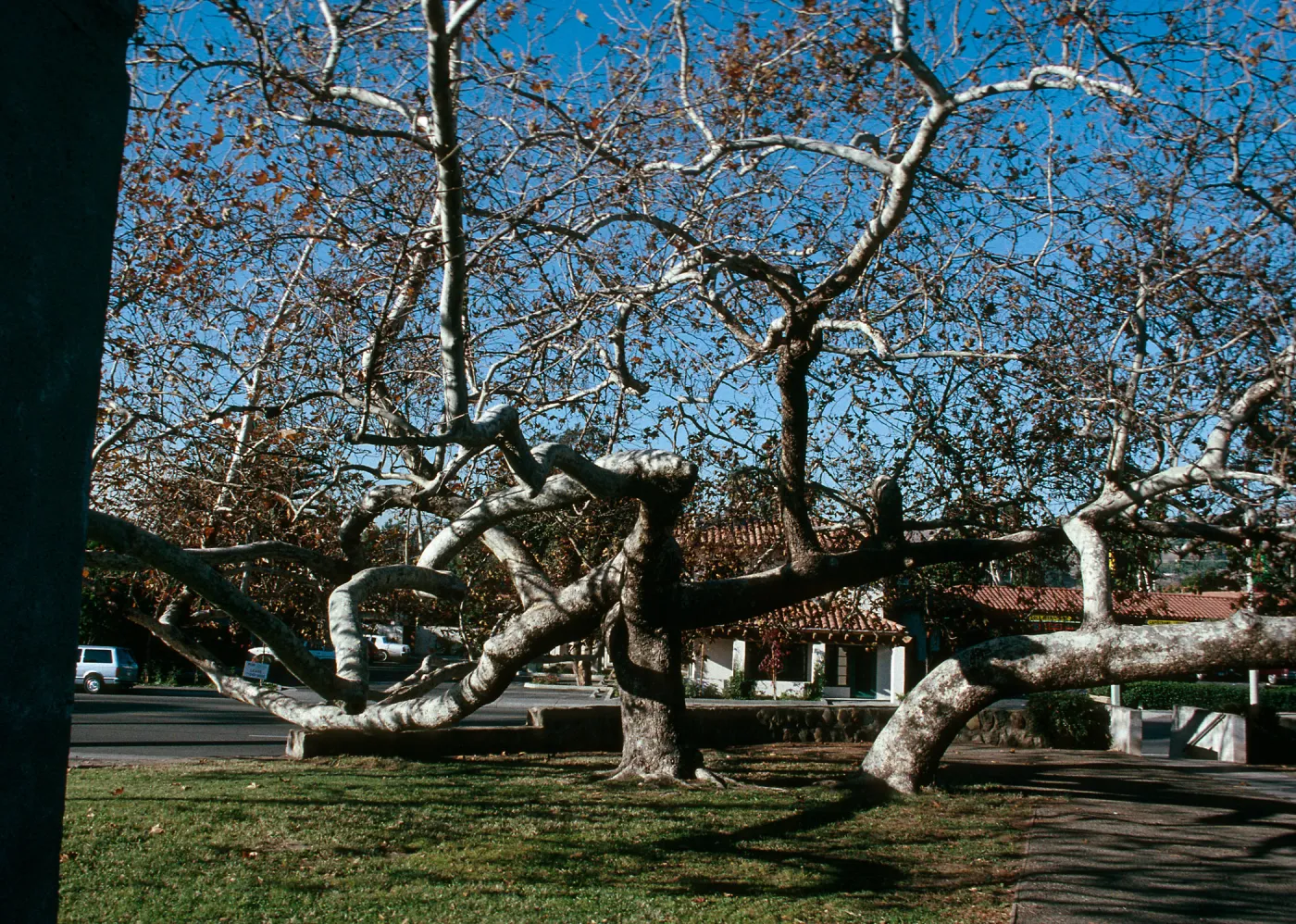 CA, San Juan Capistrano, Trees: Trunks and bark-Education Center, Tree