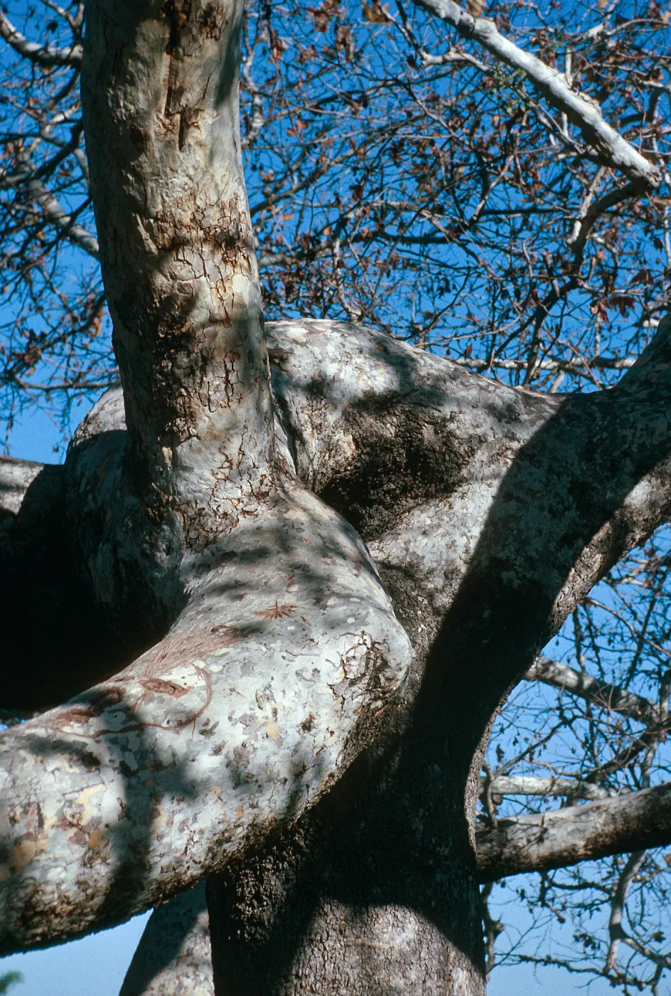 CA, San Juan Capistrano, Trees: Trunks and bark-Education Center, tree detail