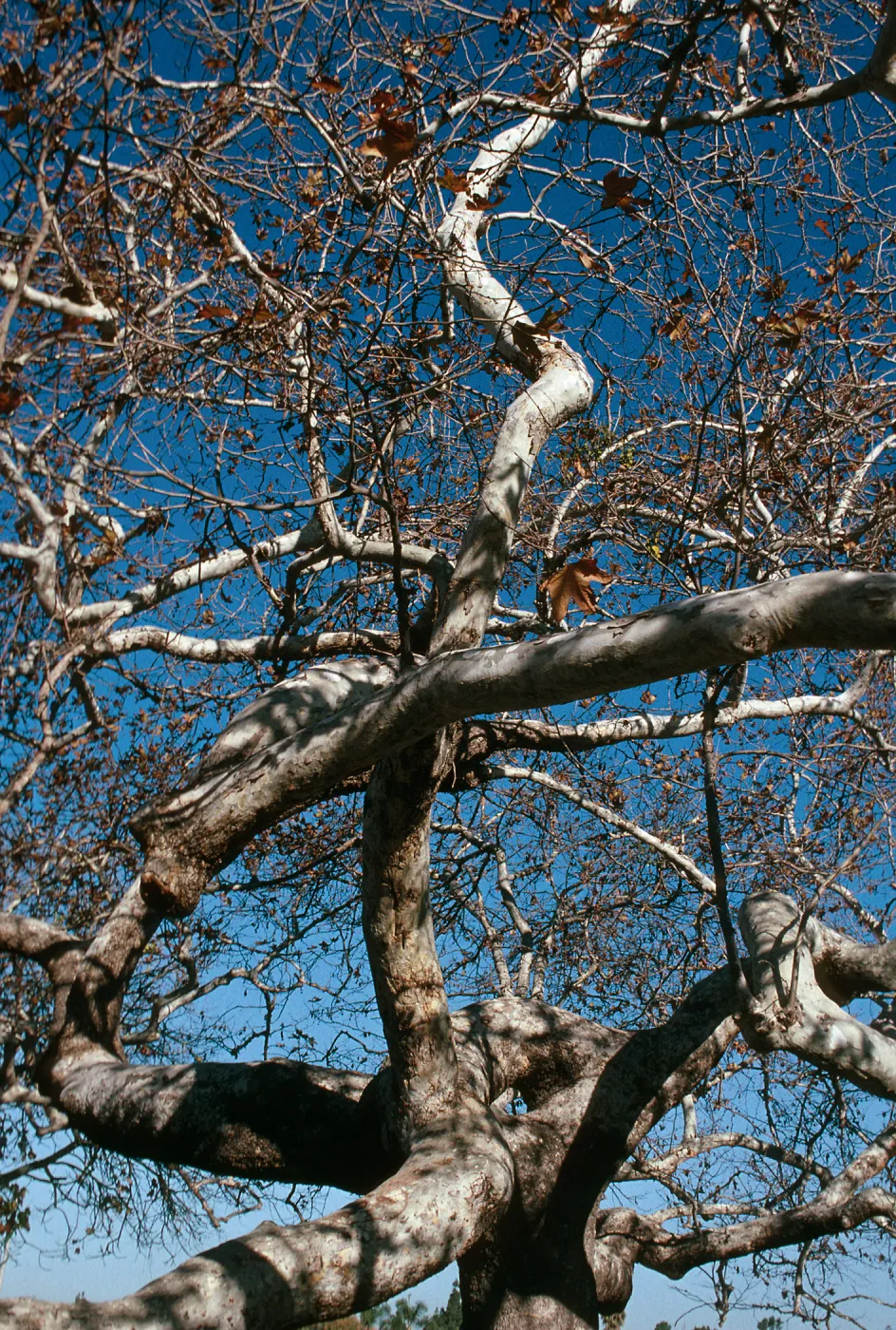 CA, San Juan Capistrano, Trees: Trunks and bark-Education Center, tree detail