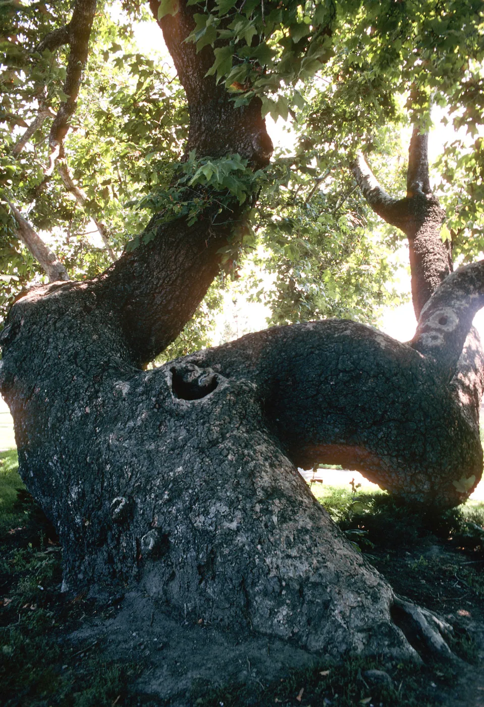 CA, San Juan Capistrano, Trees: Trunks and bark- old tree