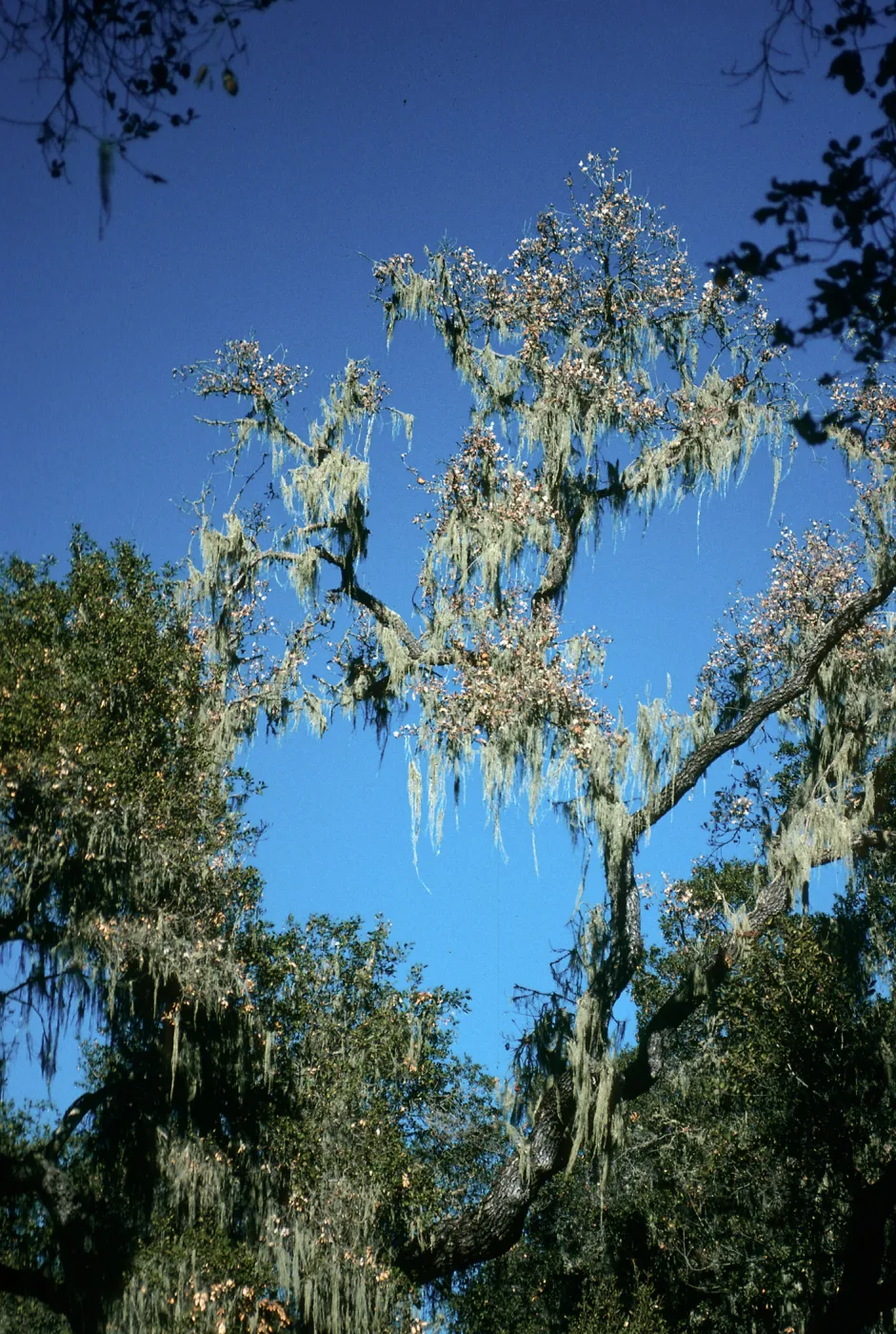 CA, Tree, Parasitic Growths- near Alisal, trees, hanging moss, v