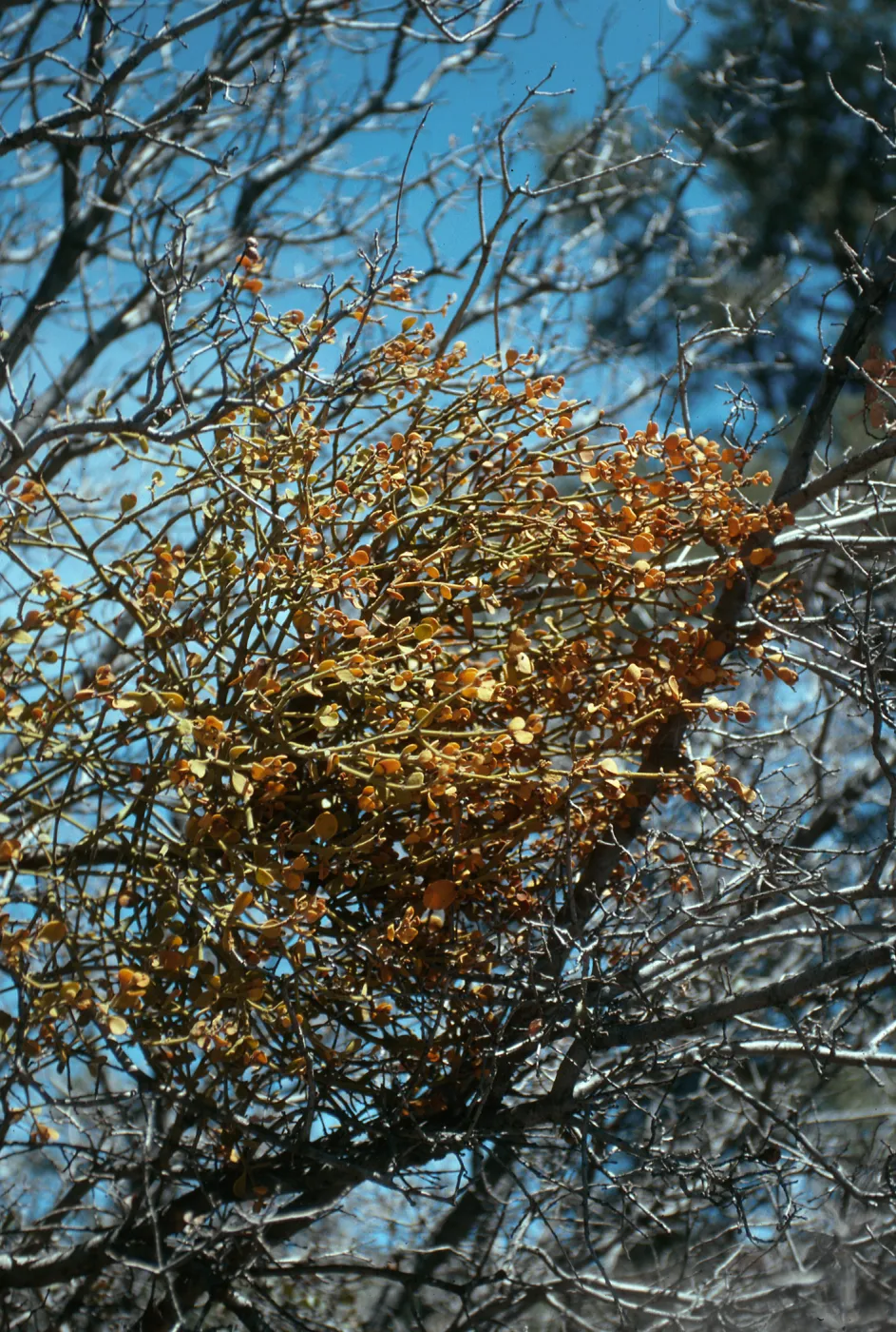 CA, Cuddy Valley Rd. Tree, Parasitic Growths- Mistletoe