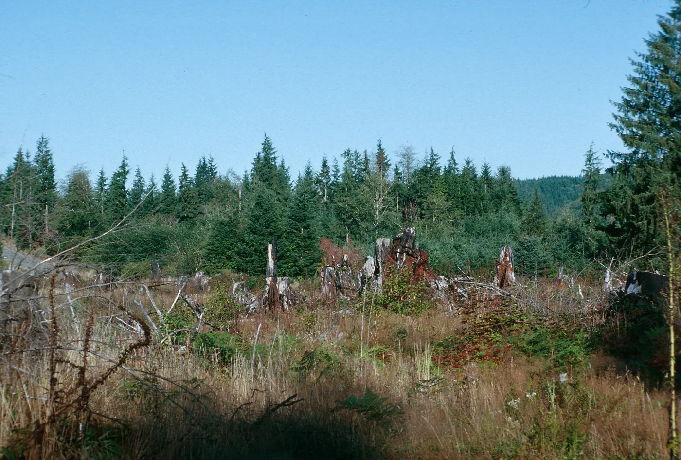 WA, Trees, cutting- Road to Raymond, cut for clearing