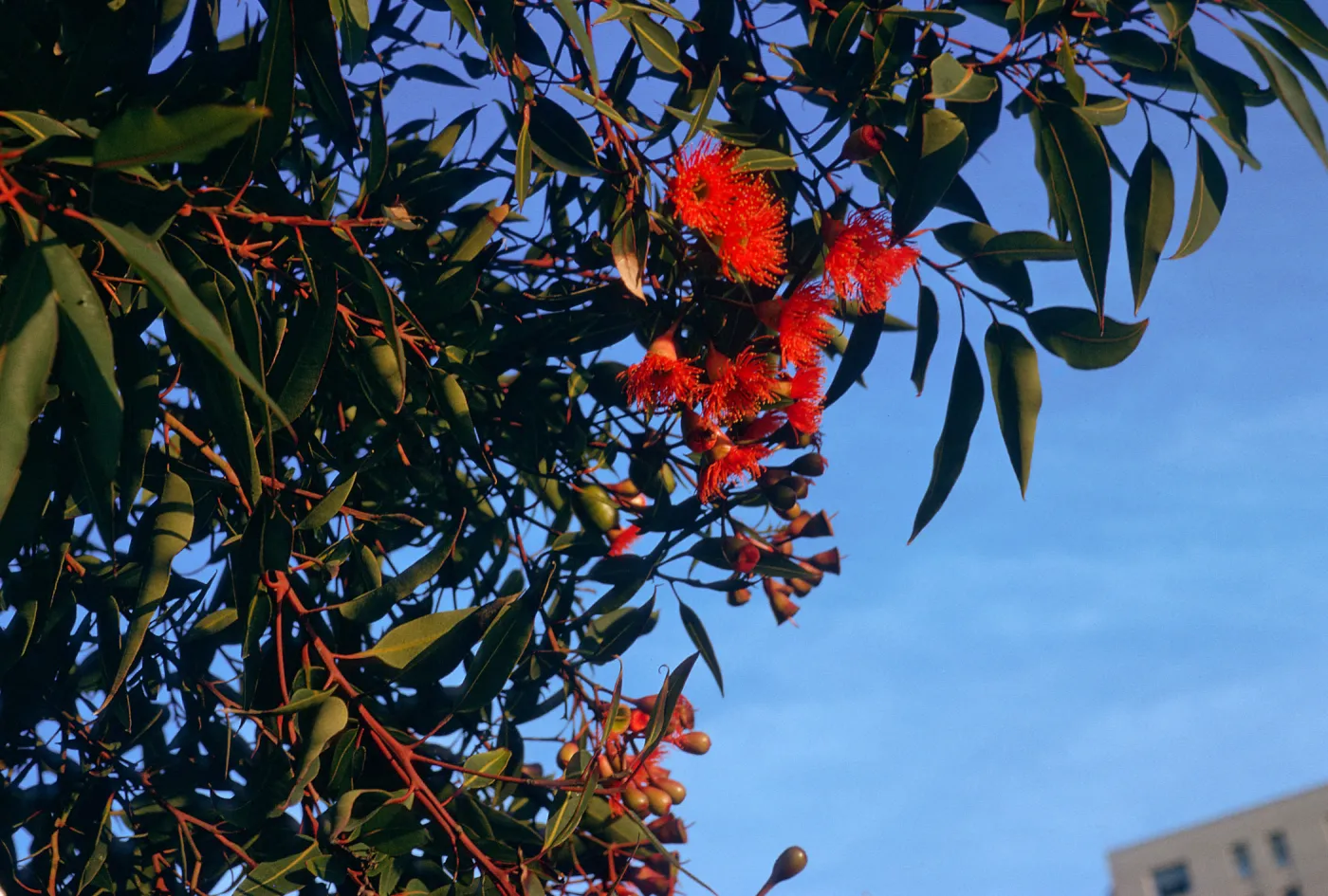 CA, San Francisco, Eucalyptus Trees- Parkmerced