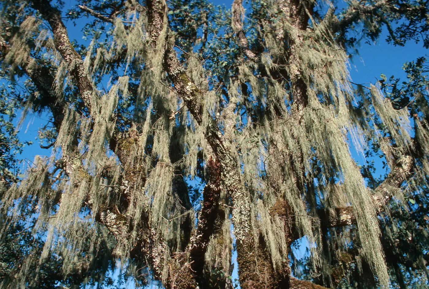 CA, Cloverdale, Trees, Moss, Landscape- KOA
