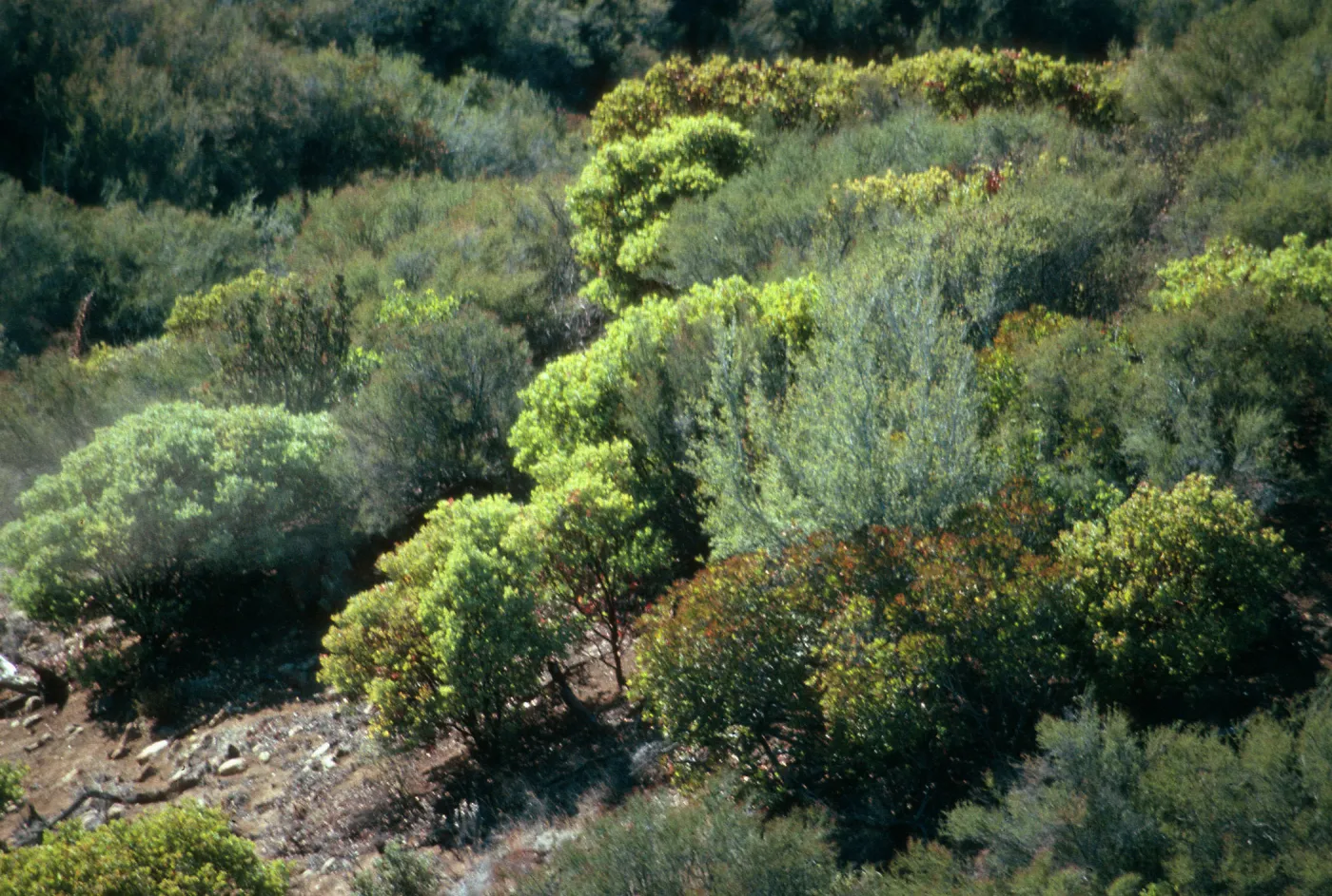 CA, Santa Barbara, Mountain Vegetation - E. Camino Cielo
