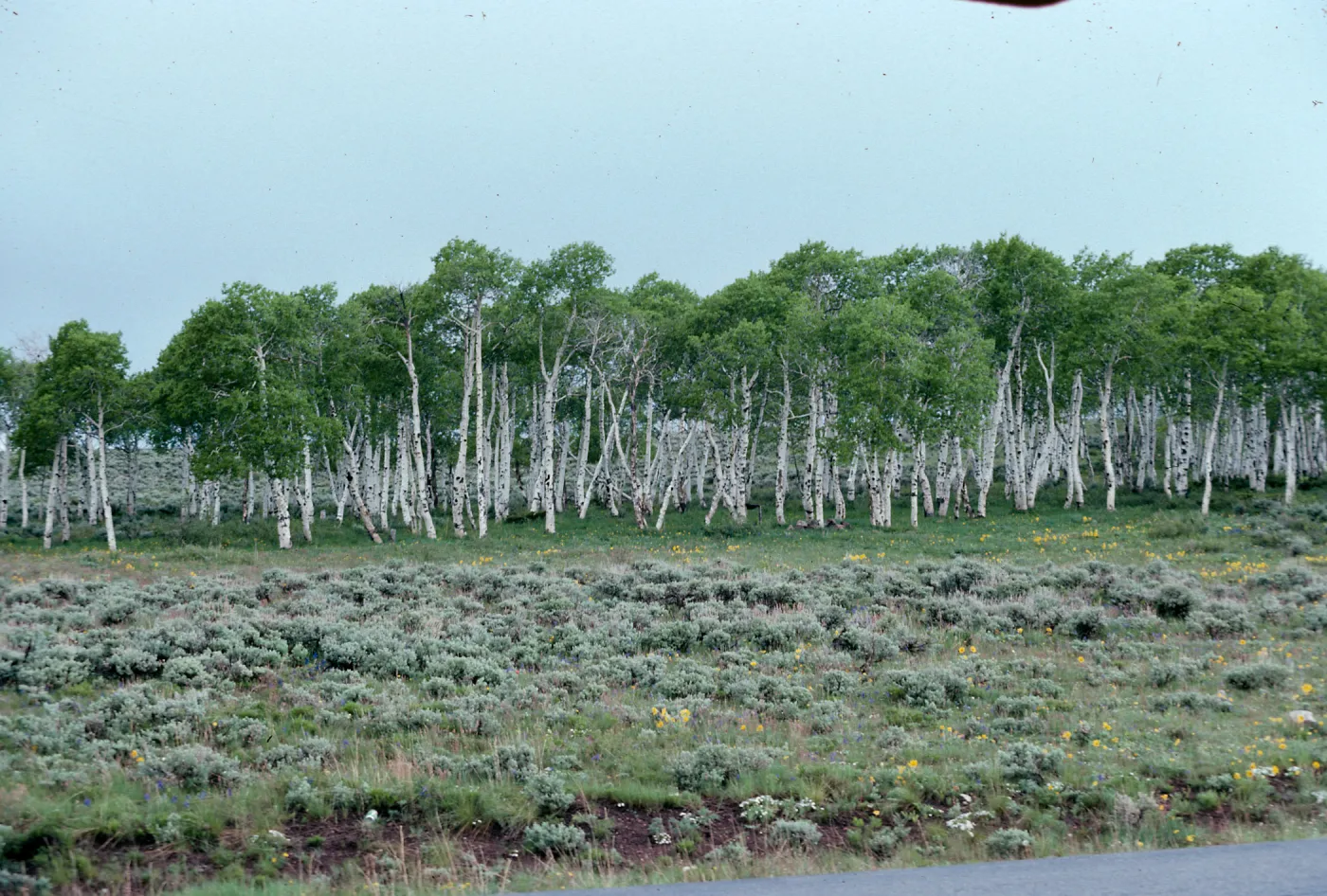 CO, Aspen, Expedition II, Ashley National Forest