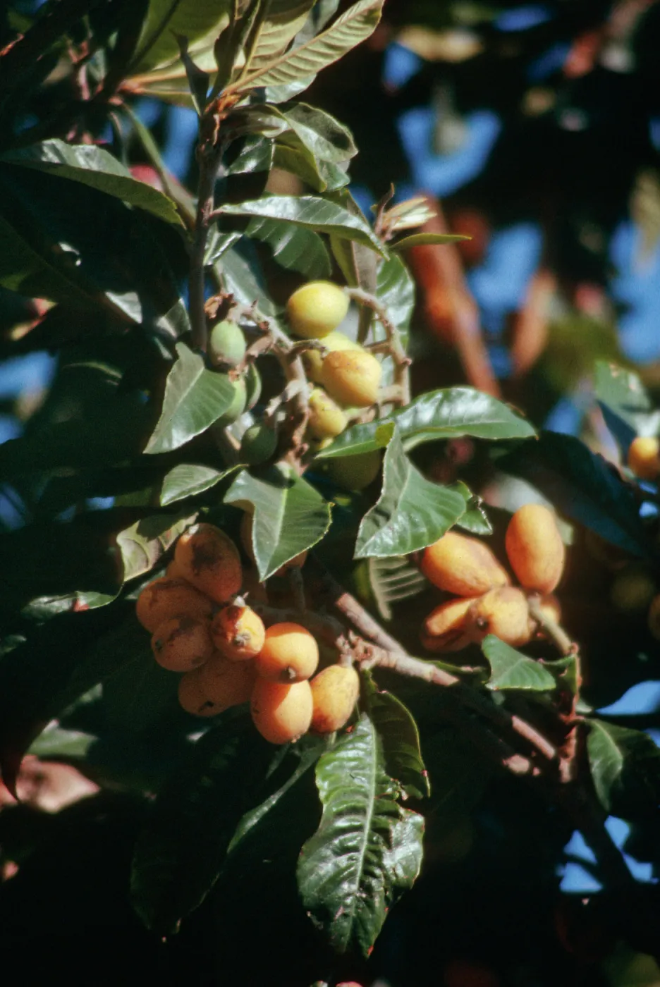 CA, San Juan Capistrano, Trees, fruit