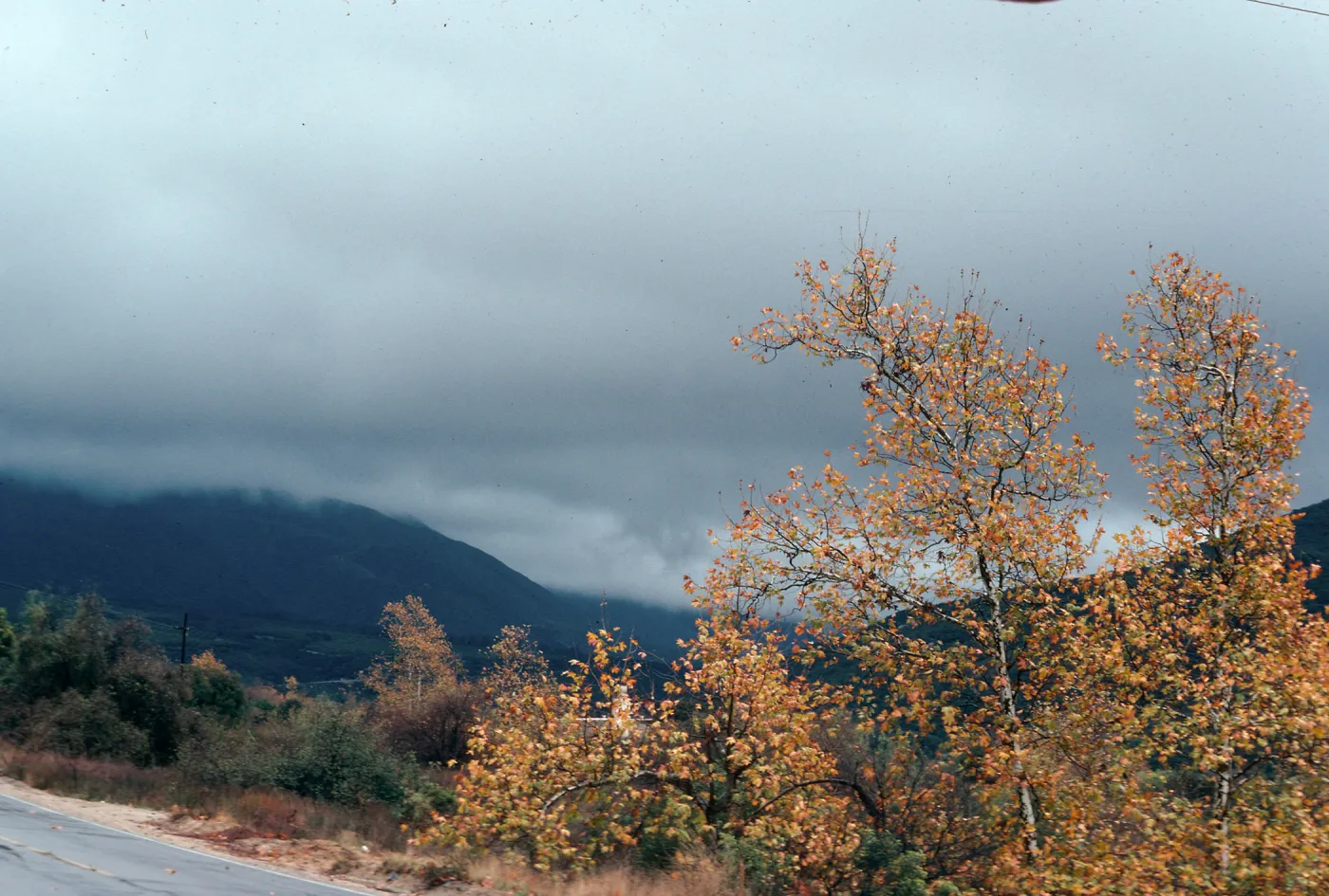 CA, Trees - Rancho Pecaro