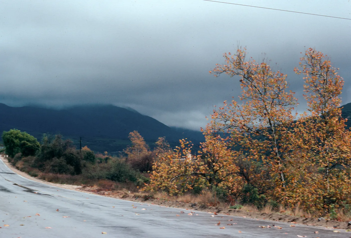 CA, Trees - Rancho Pecaro