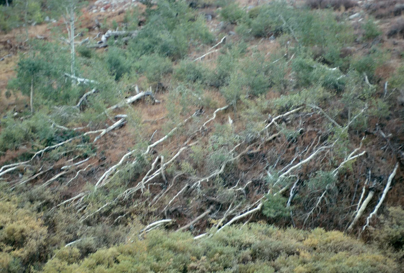 NV, Lamoille, windswept trees, canyon